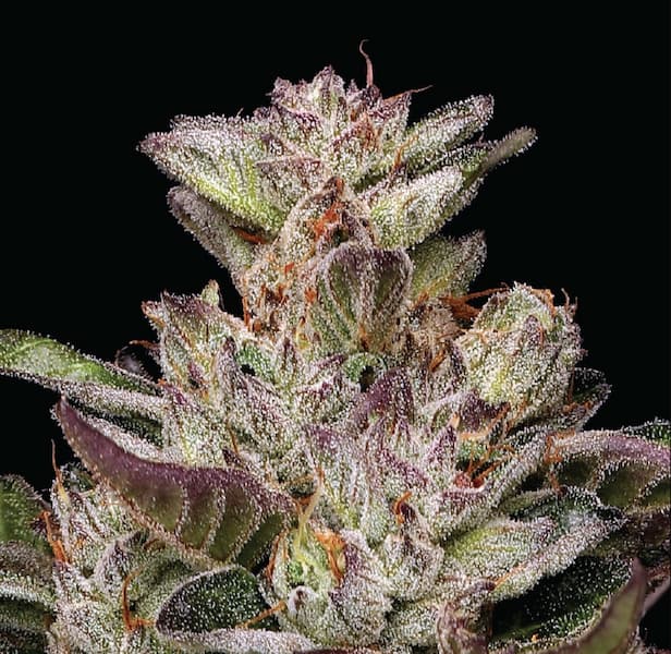 Donutz > Humboldt Seed Company | Semillas feminizadas  |  Índica